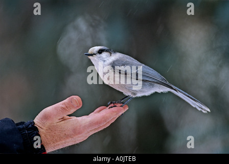 Eine wilde Grau Jay in einer menschlichen Hand Stockfoto