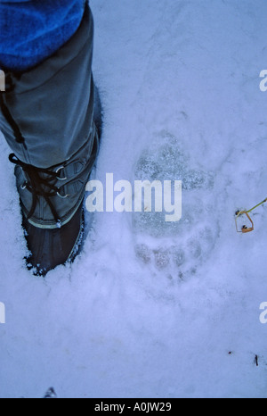 Grizzly Bear Tracks 43 Stockfoto