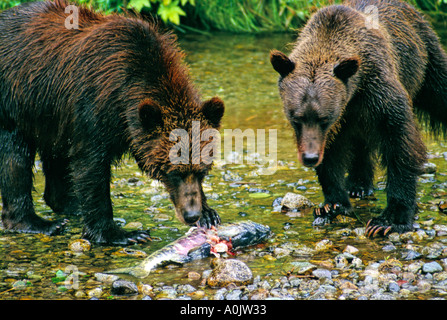 Grizzly Bären 25 Stockfoto