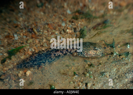 Hebamme-Kröte, Alytes Obstetricans. Kaulquappe-Nahaufnahme Stockfoto