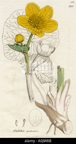 Caltha palustris. Sumpfdotterblume, aus dem 19. Jahrhundert zu drucken. Stockfoto