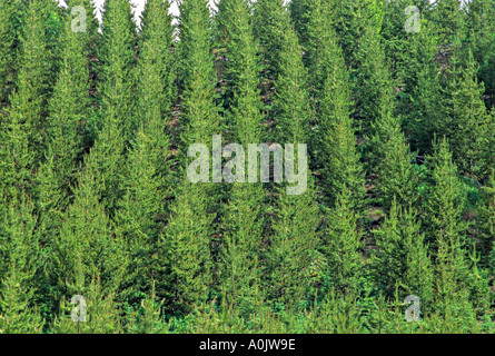 Gepflanzten Kiefern Stockfoto
