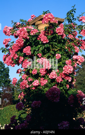Nahaufnahme der amerikanischen Säule Klettern stieg im Sommer Stockfoto