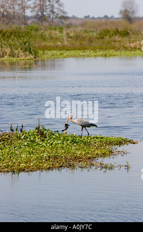 Kleinen Great Blue Heron (Ardea Herodias) ernähren sich von Fisch gefangen in den Feuchtgebieten des Emeralda Marsh in der Nähe von Leesburg FL USA Stockfoto