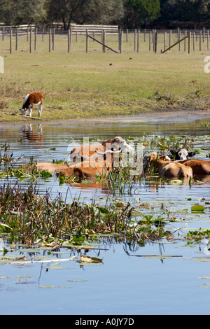 Junge Kuh zögert, Wasser, wo waten andere Kühe zur Abkühlung in der Sommerhitze Stockfoto