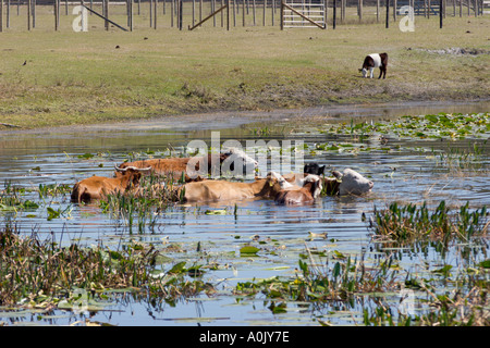 Kühe, waten im Wasser zur Abkühlung in der Sommerhitze Stockfoto