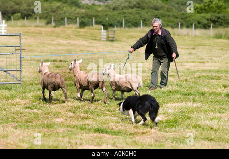 Schaf Hund Studien, Gairloch, Nord-West-Schottland Stockfoto