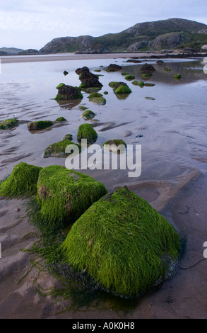 Bei Ebbe mit Algen bedeckte Steine, Gruinard Beach, Wester Ross, Nordschottland, auf der Route der Nordküste 500 Stockfoto