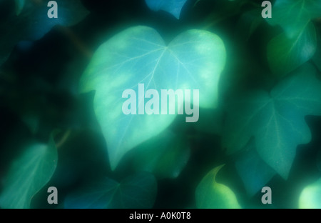 Atmosphärische Nähe lässt sich des einzelnen Blattes Ivy oder Hedera Helix mit anderen sichtbar im Schatten hinter Stockfoto