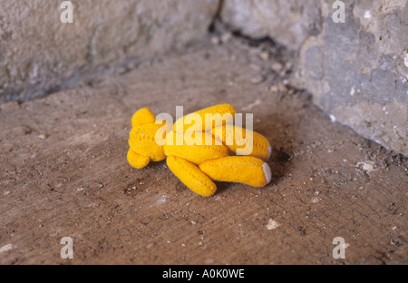 Gelber Teddybär verloren oder gelöscht oder verlassene Gesicht runter in eine staubige Ecke eines Raumes oder Gebäudes links Stockfoto