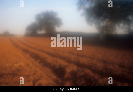 Impressionistische gepflügten und bebaute Gebiet mit gutem Boden rot glühend am Abend leichter und weit entfernten englischen Eichen Stockfoto