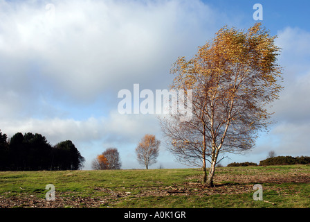 Silver Birch tree im Herbst Sutton Park, Sutton Coldfield, West Midlands, England, UK Stockfoto