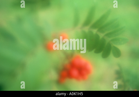 Klangschöne Nahaufnahme von Sommer Blätter und rote Beeren von Rowan oder Eberesche oder Sorbus aucuparia Stockfoto