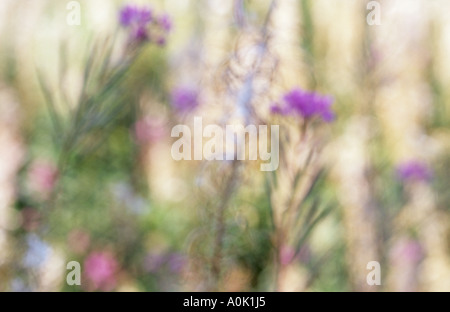 Klangschöne Nahaufnahme der Stiele der Rosebay Weidenröschen oder Weidenröschen oder Epilobium Angustifolium im Spätsommer Stockfoto