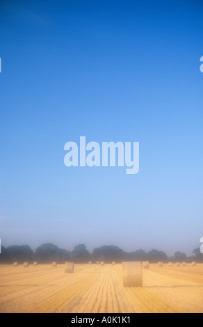 Vor kurzem geerntet Strohballen im Sommer Abendlicht ruht im Bereich der Stoppeln Eichen stehen unter einem weiten blauen Himmel Stockfoto