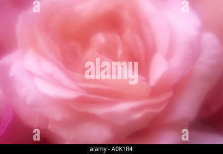 Atmosphärischen Nahaufnahme von oben ein Blütenstand einer blass rosa Rose oder Rosa Stockfoto