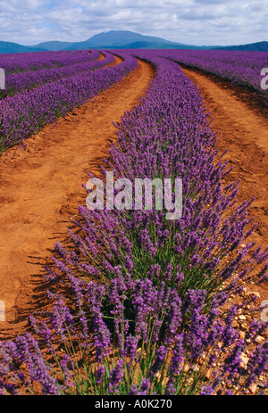 Bridestowe Lavender Farm am Nabowla Nord Tasmanien-Australien Stockfoto