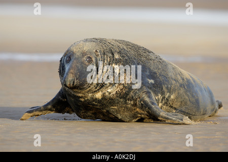 Graue Dichtung am Strand Stockfoto