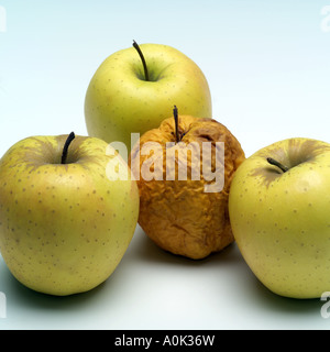 Drei frisch und ein zerknittertes Golden Delicious Äpfel Stockfoto