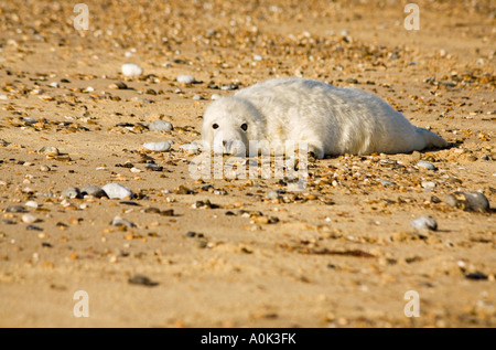 Ein graues Seal pup Ausruhen am Strand von Horsey in North East Norfolk England England Stockfoto