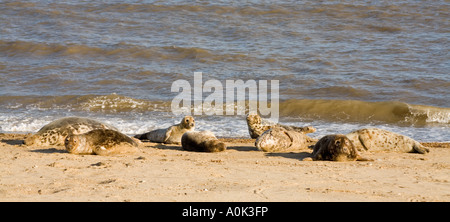 Acht Grau Robben am Strand bei Horsey in Norfolk Nordostengland Stockfoto