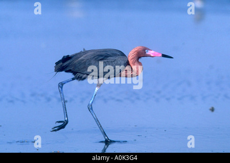 rötliche Silberreiher stalking Beute im Meer Stockfoto