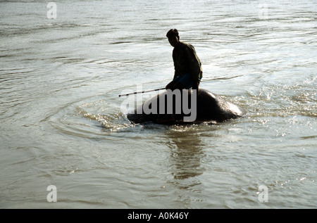 Ein Handler hocken als seinen Elefanten nimmt ein Bad im Chitwan Nationalpark, Nepal Stockfoto