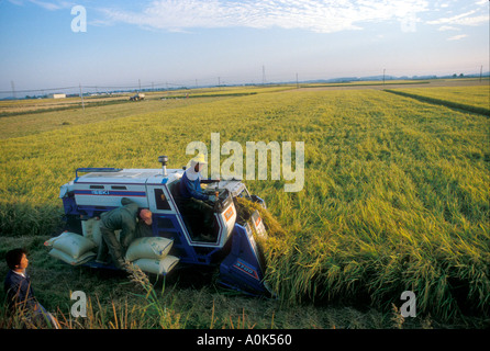 Reis-Ernte in Südkorea Stockfoto