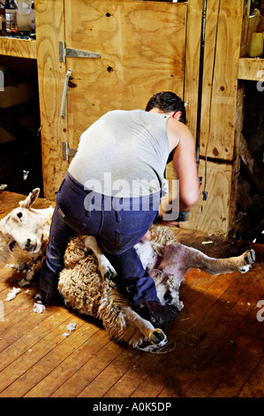 Schafschur, Nordinsel, Neuseeland Stockfoto