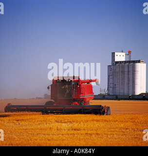 Kombinieren Sie Kürzungen Weizen in der Nähe von einem Getreidesilo South central Kansas Stockfoto