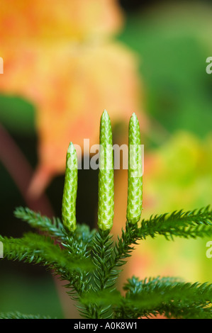 Neue Kegel auf Balsam Tanne Baum Abies Balsamea in der Nähe von Iron Mountain Michigan bilden Stockfoto