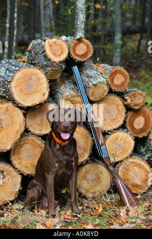 Chocolate Labrador Retriever saß Schrotflinte vor Stapel Brennholz-Wisconsin Stockfoto