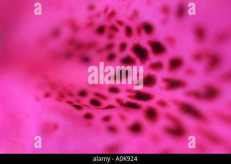 Nahaufnahme von Sommerblumen Stockfoto
