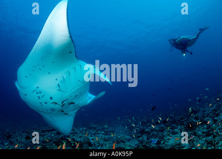 Manta und Taucher Manta Birostris Malediven Insel im Indischen Ozean Stockfoto