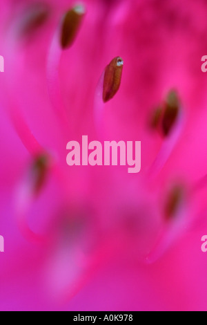 Nahaufnahme von Sommerblumen Stockfoto