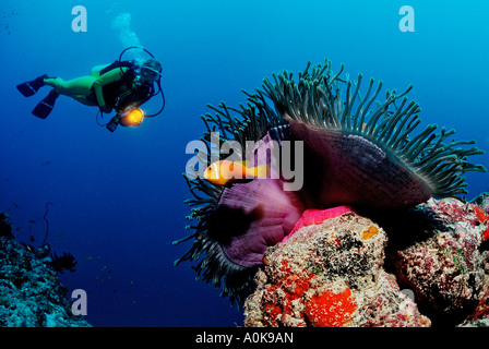 Taucher beobachten Anemonenfische Insel im Indischen Ozean Malediven Stockfoto