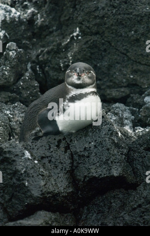 Galápagos-Pinguin (Spheniscus Mendiculus) Fernandina Is., Galapagos ECUADOR Stockfoto