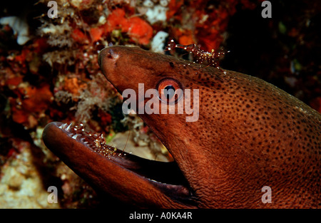 Putzergarnelen Reinigung Moray Leandrites Cyrtorhynchus Gymnothorax Flavimarginatus Malediven Inseln im Indischen Ozean Stockfoto
