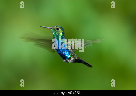 Kolibri, violett-bellied (Damophila Julie) Buenaventura Reserve, Männlich, El Oro ECUADOR Stockfoto