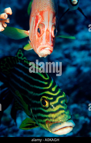 Orientalische Süßlippen Plectorhinchus Vittatus Malediven Insel im Indischen Ozean Stockfoto