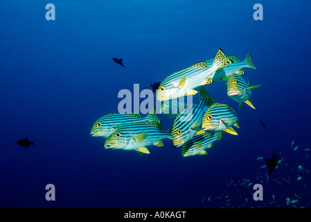 Orientalische Süßlippen Plectorhinchus Vittatus Malediven Insel im Indischen Ozean Stockfoto