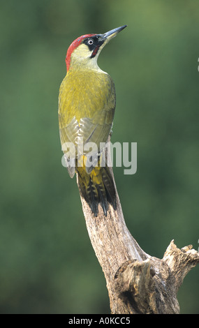 Grüner Spechte, männlicher Picus viridis Oktober Stockfoto