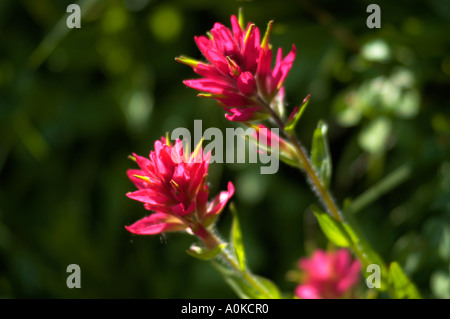 Wildblumen Westen der Vereinigten Staaten Stockfoto