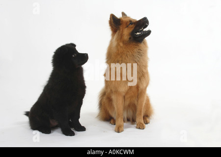 Eurasier mit Welpen 14 Wochen Stockfoto
