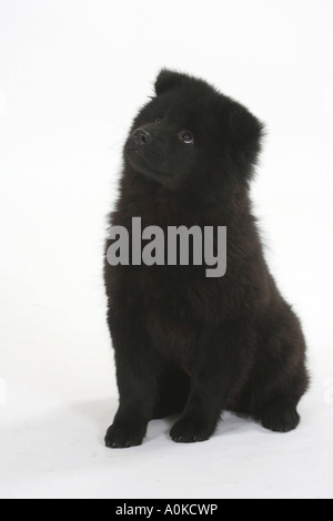 Eurasier Welpen 14 Wochen Stockfoto