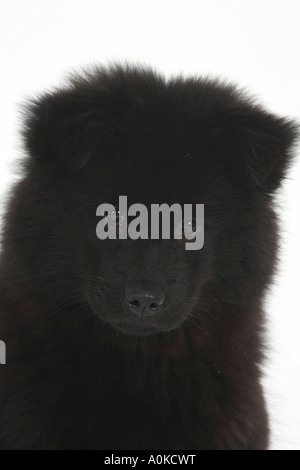 Eurasier Welpen 14 Wochen Stockfoto