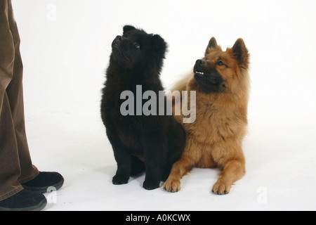 Eurasier mit Welpen 14 Wochen Stockfoto