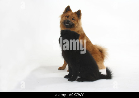 Eurasier Welpen 14 Wochen Seite Stockfoto