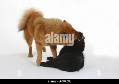 Eurasier mit Welpen 14 Wochen Stockfoto