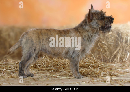 Cairn-Terrier-Seite Stockfoto